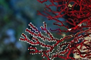 Acabaria biserialis Gorgone rouge a polypes blancs-Safaga Panomara Reef N-25m-20171123-Denis-ADER-DSC_3614_tn
